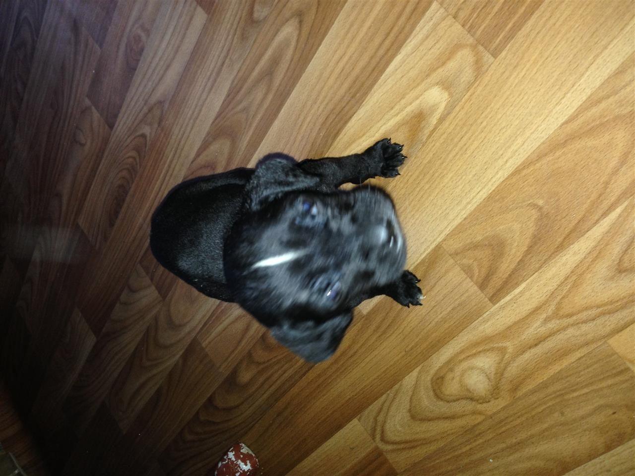 cane-corso