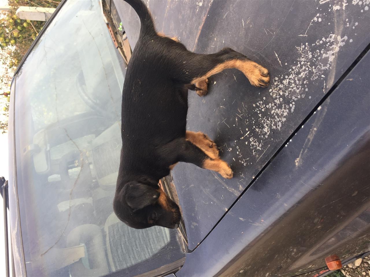 Terrier