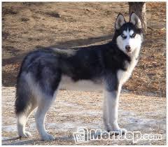 Haski-Dog