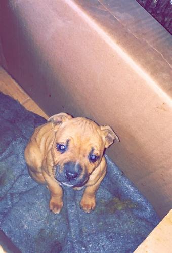 Pitbull