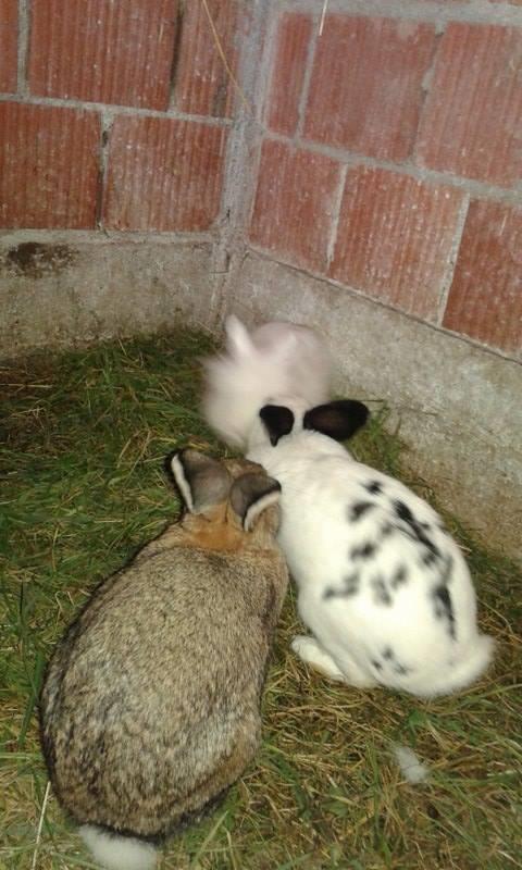 Lepra