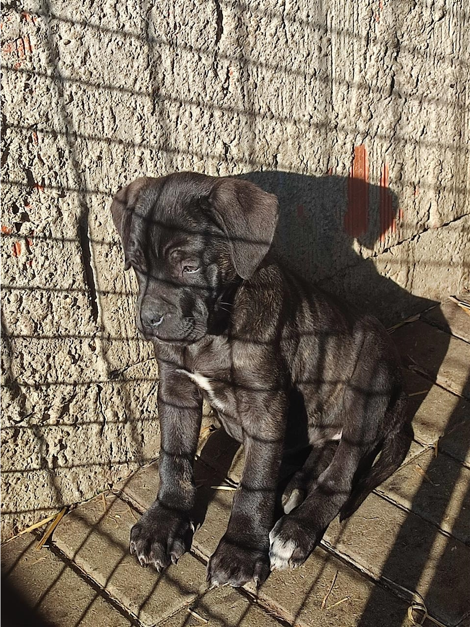 Cane-Corso