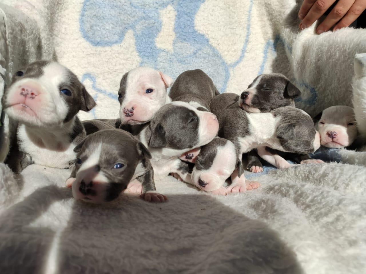 Blue-nose-