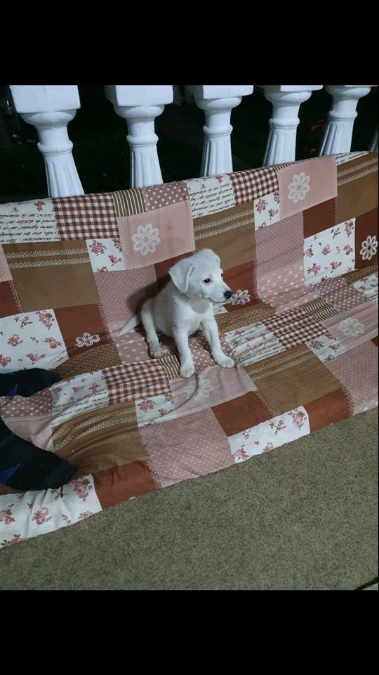 Llabrator