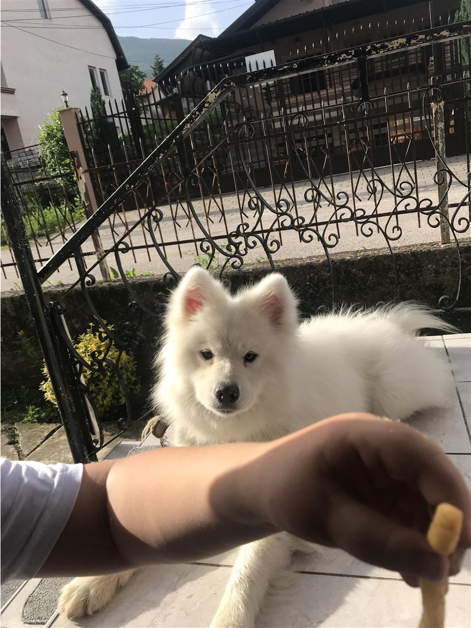 Samoyed