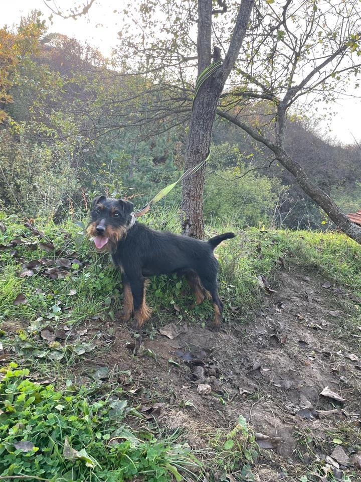 Terrier