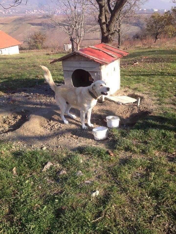 Qeni