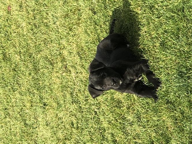 cane corso
