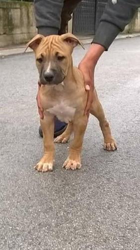 Pitbull