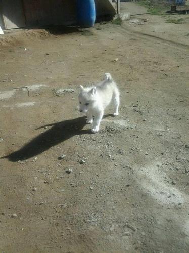 klysh husky