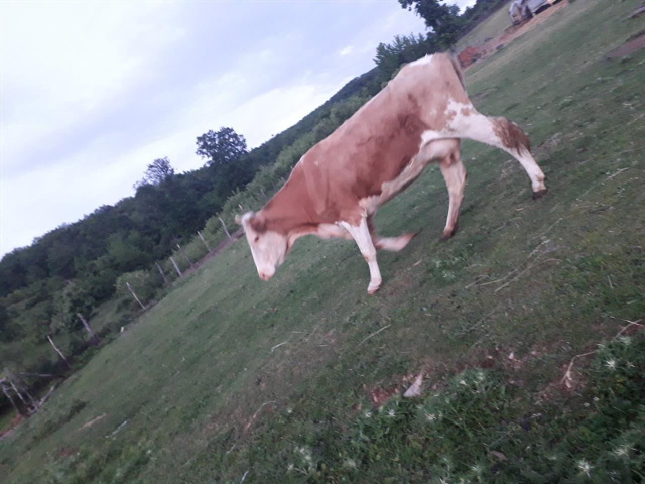 Shes-lop