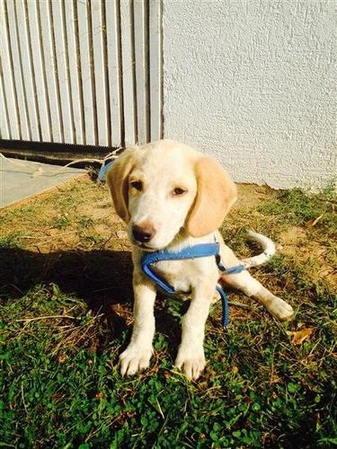 Bubi