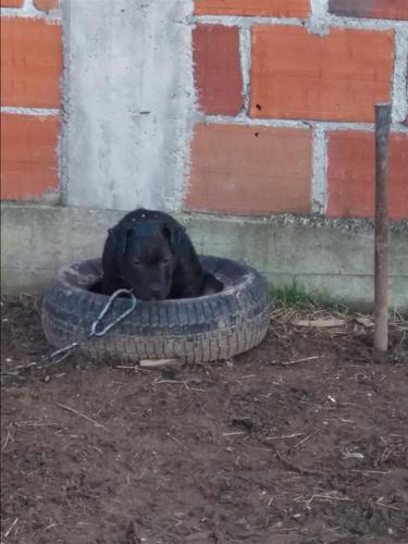 Pitbull
