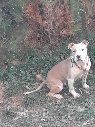 Pitbull