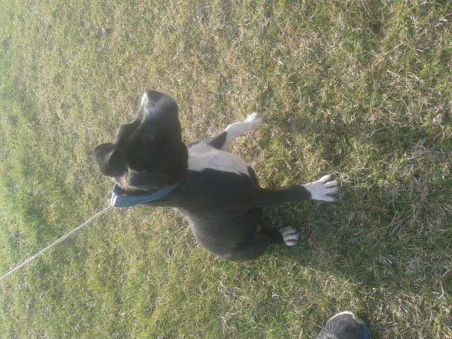pitbull