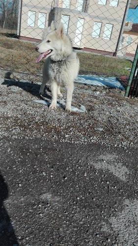 Hasky
