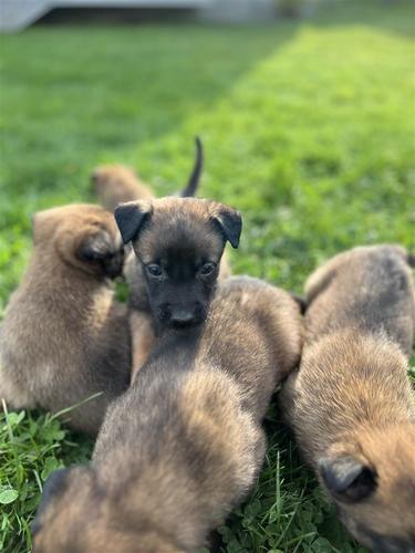 Belg malinois