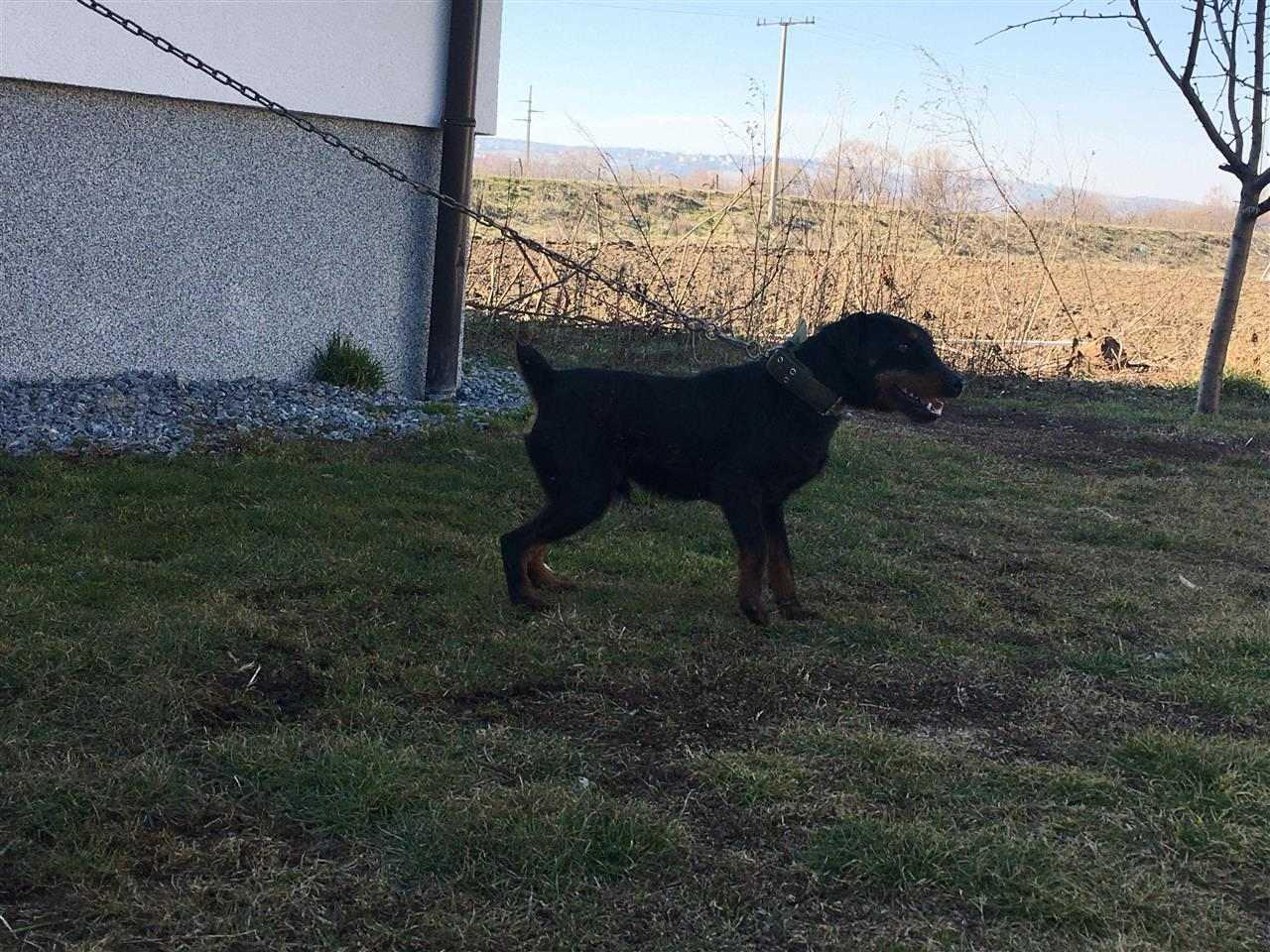 Terrier