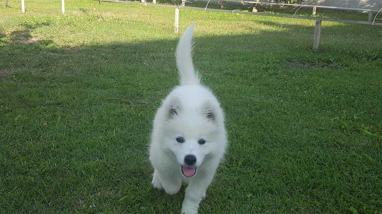 Samoyed-Samojed