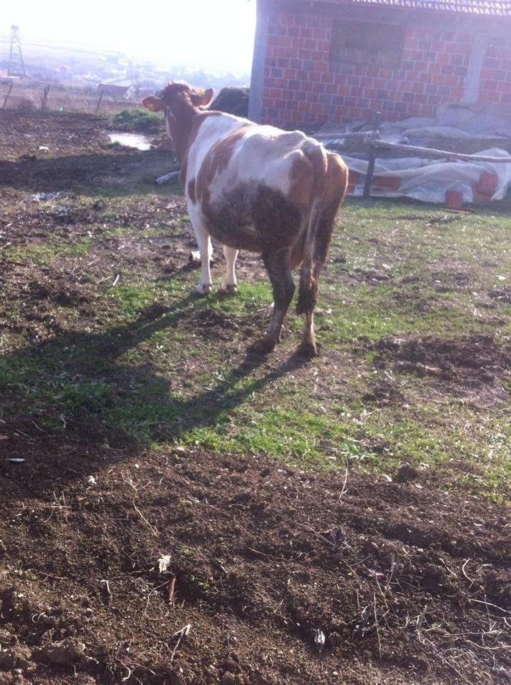 ShesLopen