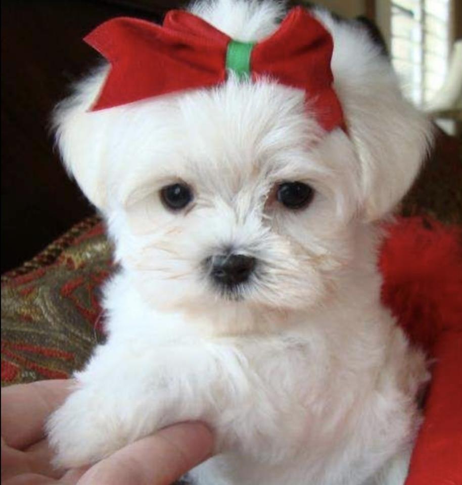 Maltezer-