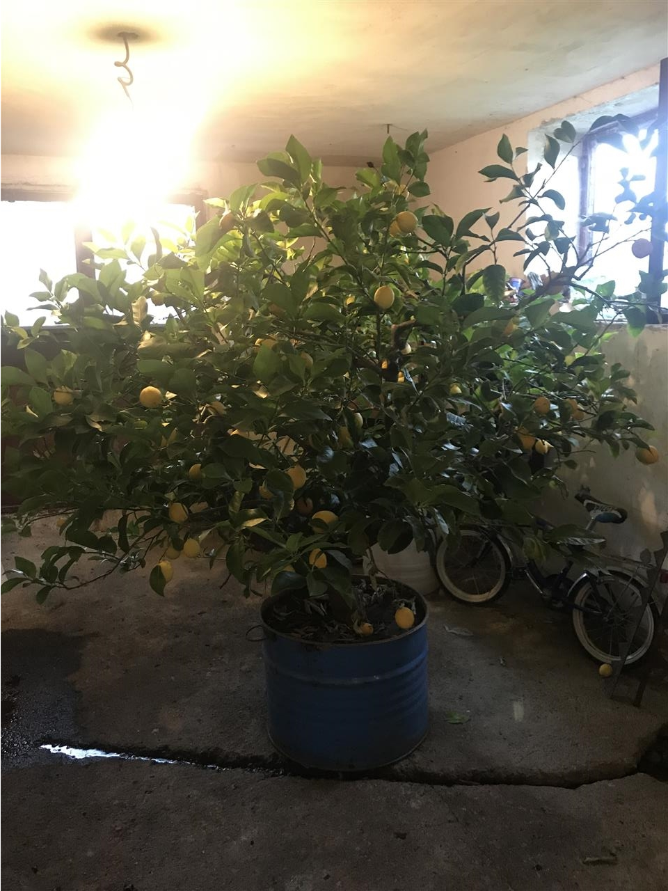 Limon