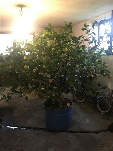 Limon