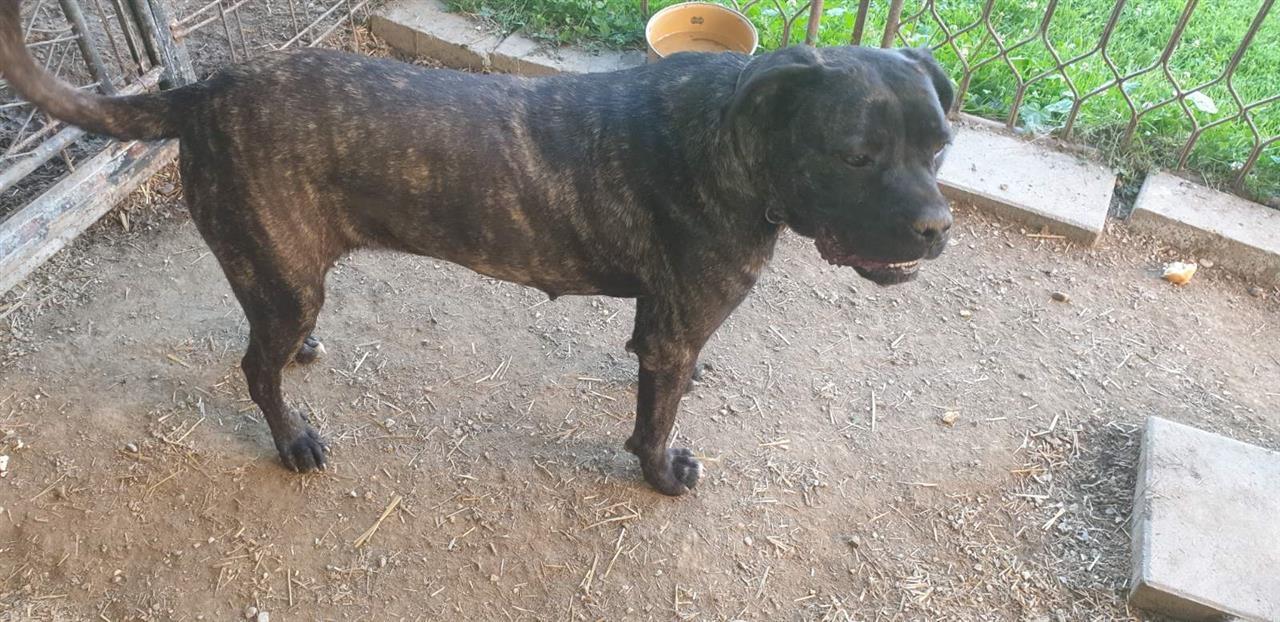 Cane-corso