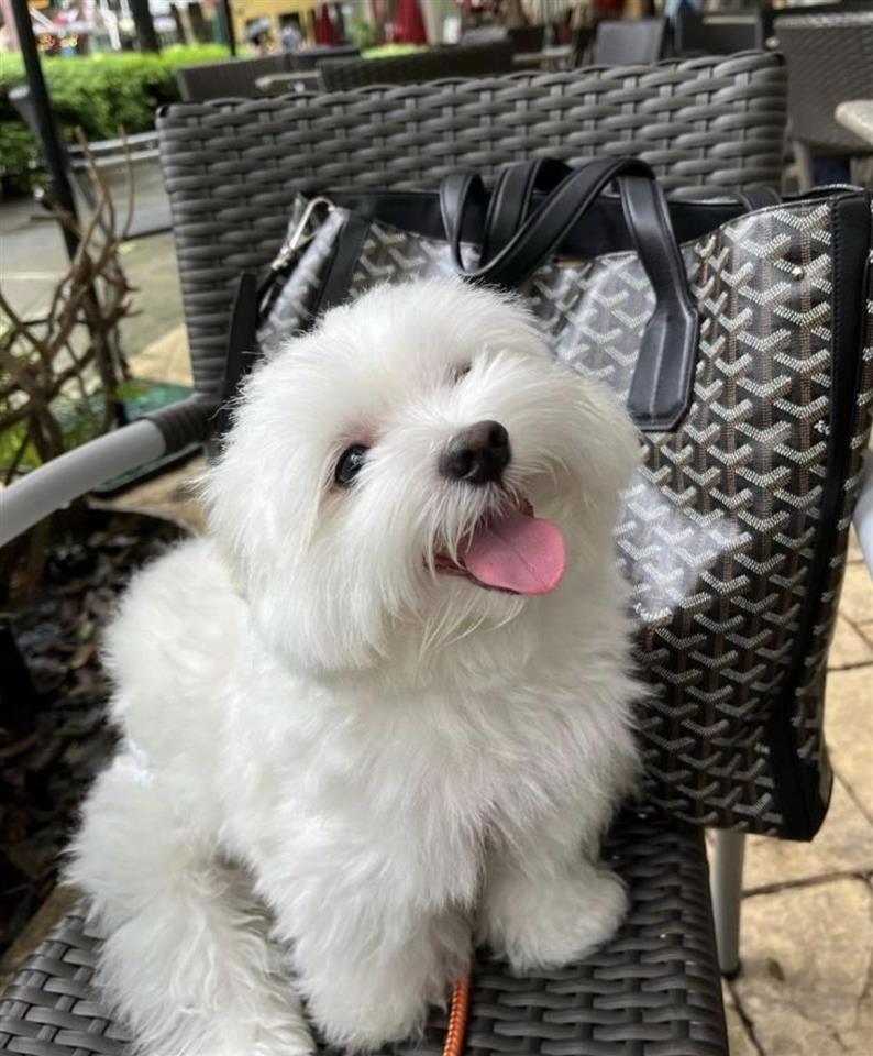 Mini-Maltezer