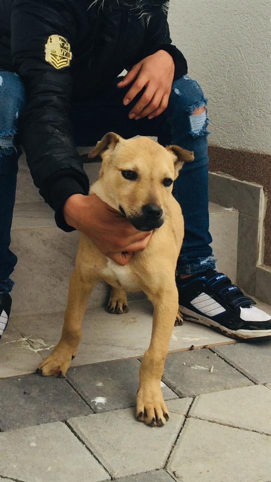 pitbull