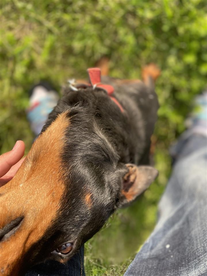 Terrier