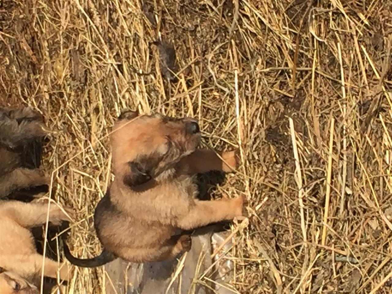 Malinois