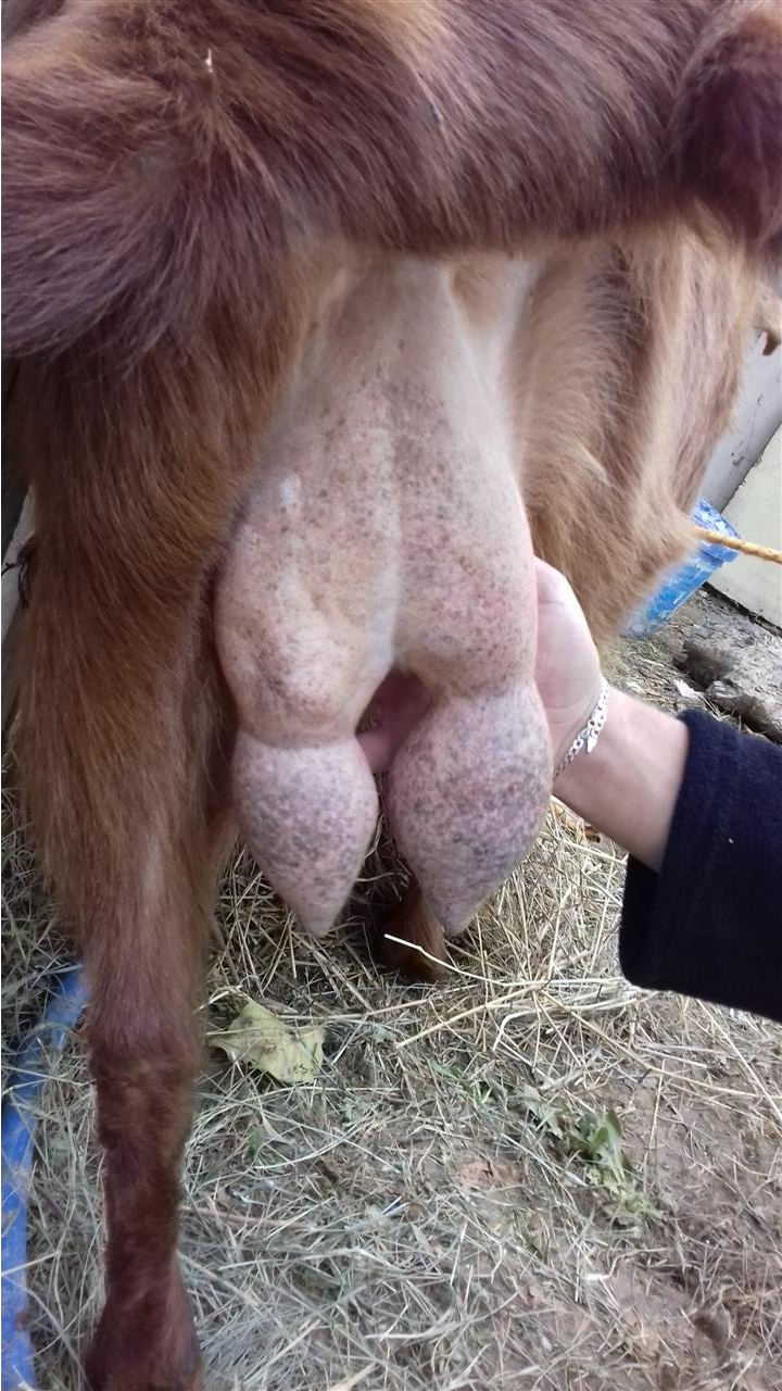 shiten-dhit-barsa