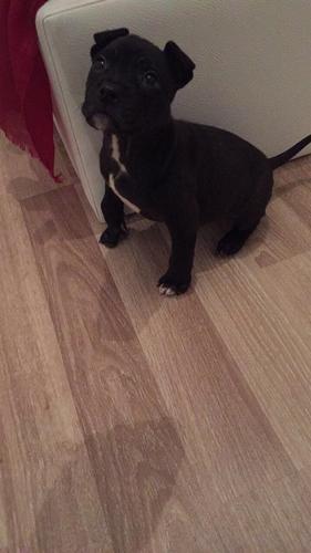 Pitbull
