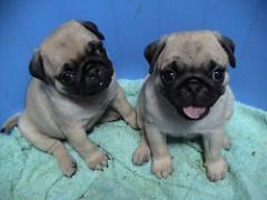 pug