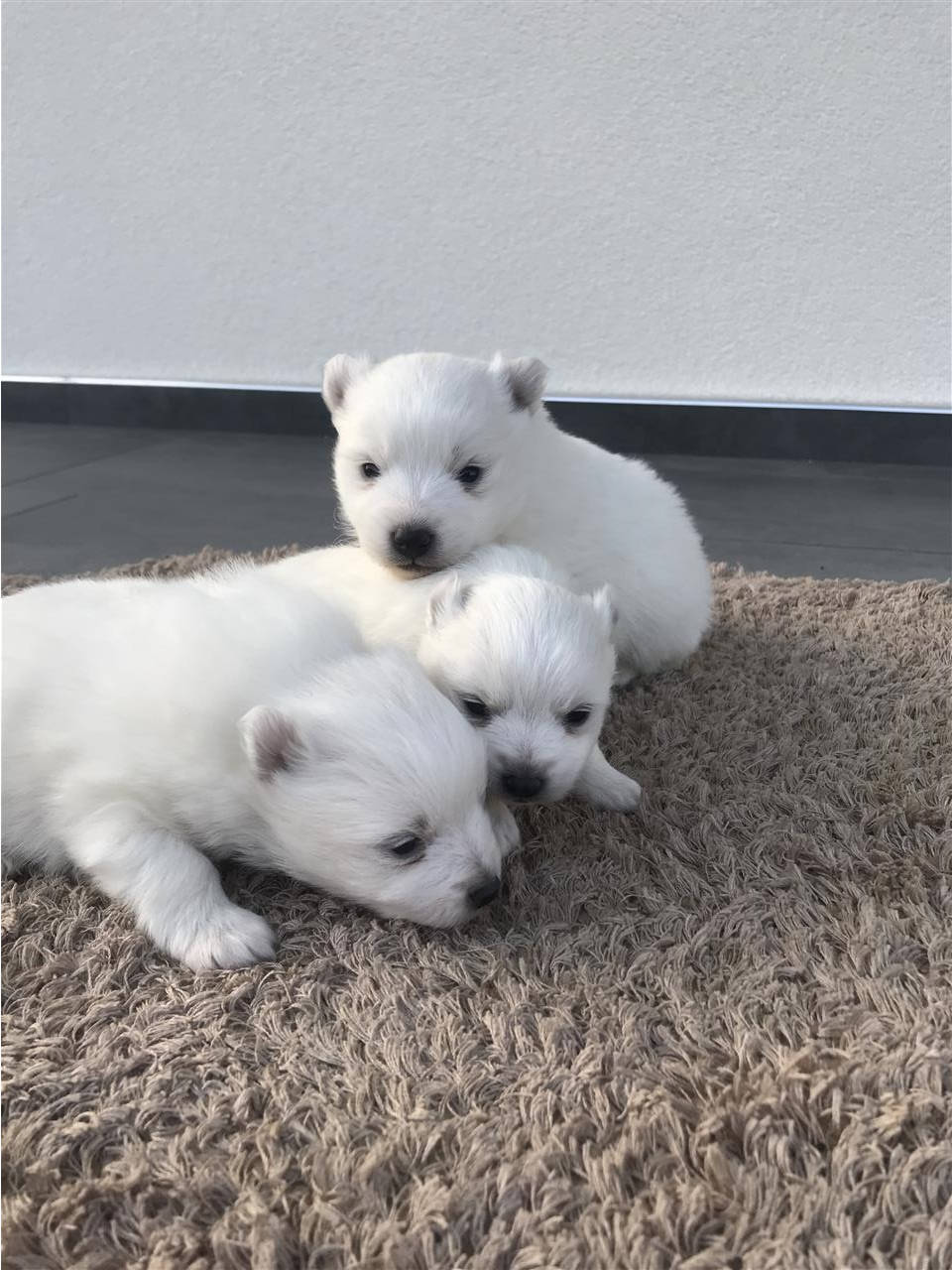 Minispitz-
