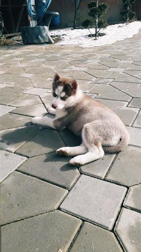 Haski