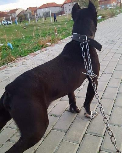 Pitbull