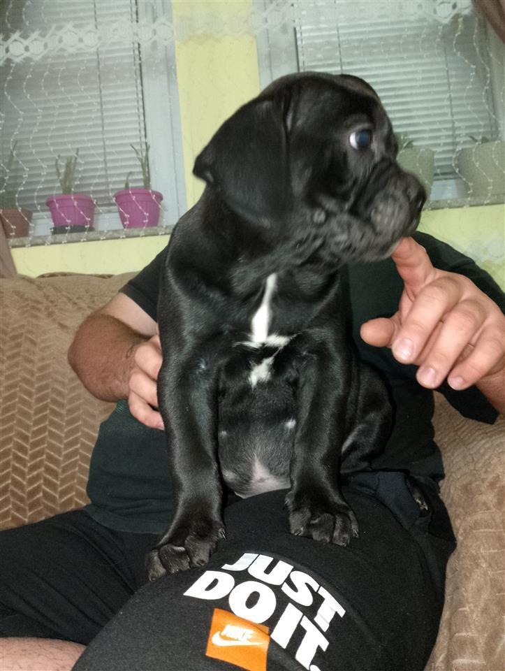 Cane-Corso-