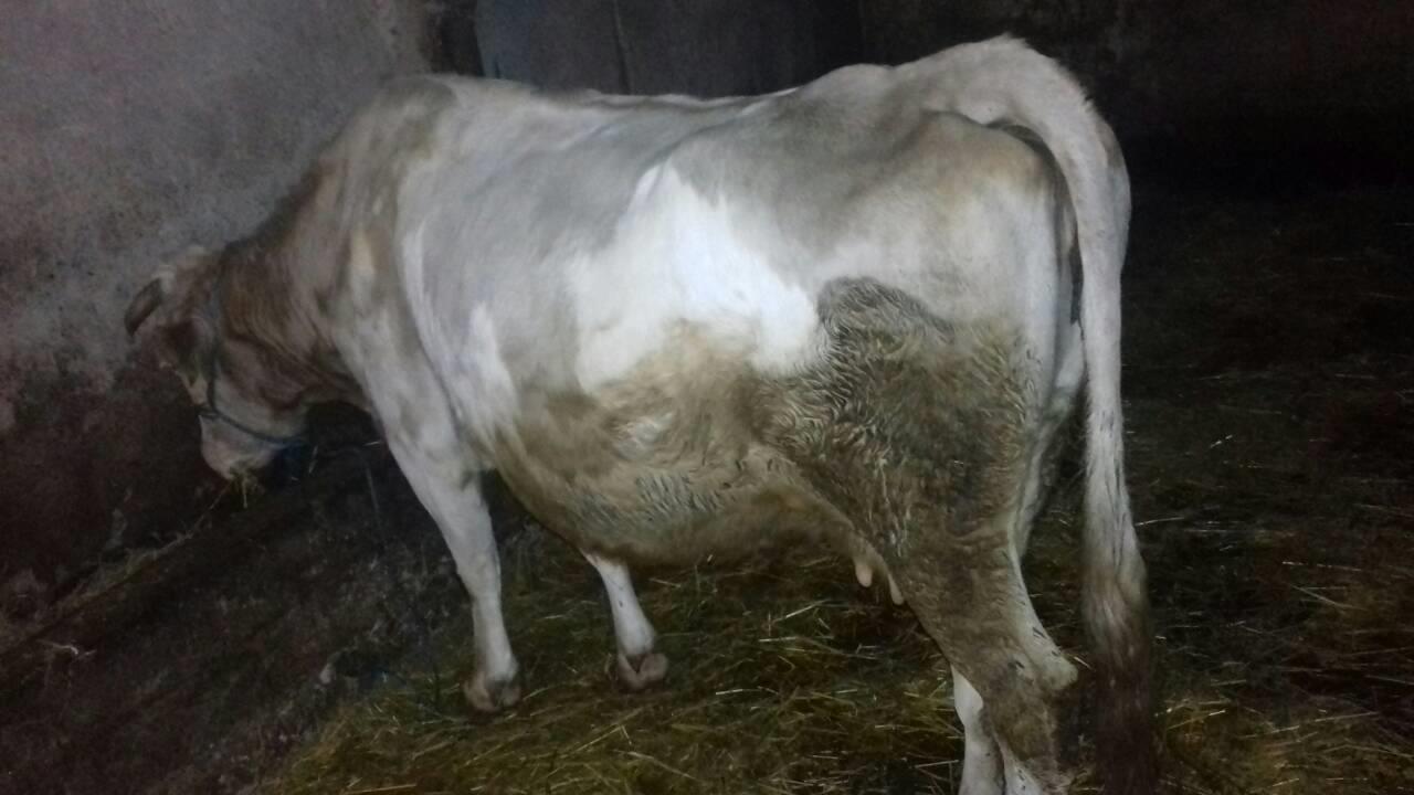 Lopë