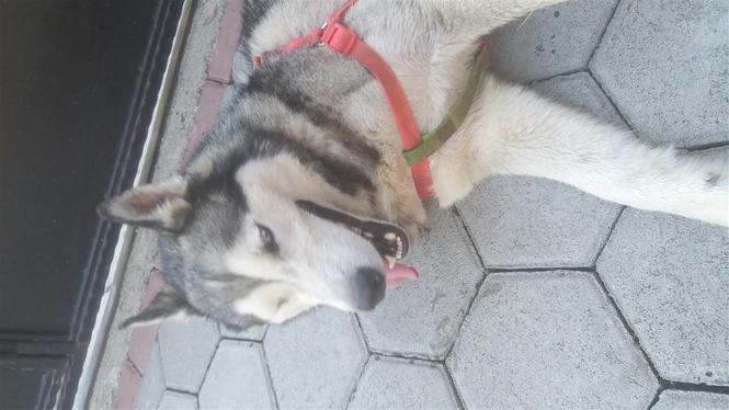 Haski