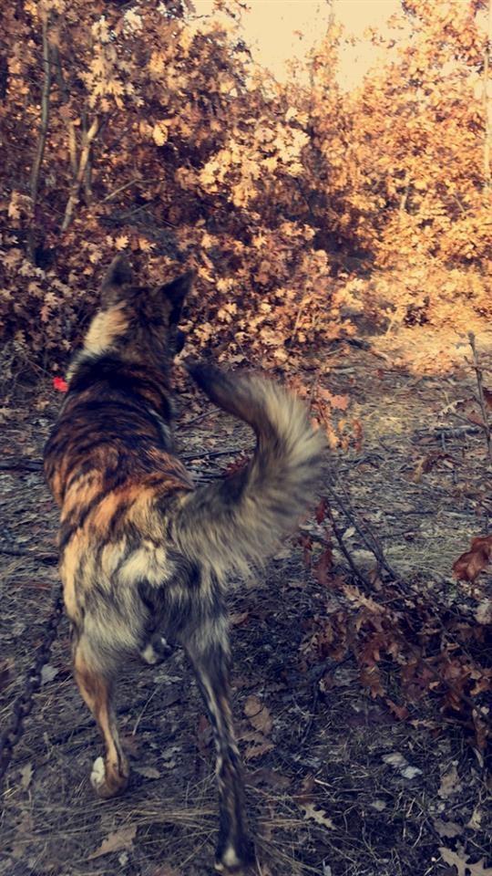 Paster-belg-malinois