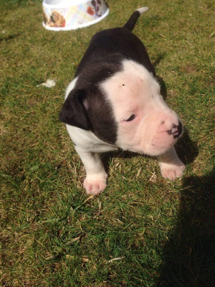 Pitbulla-