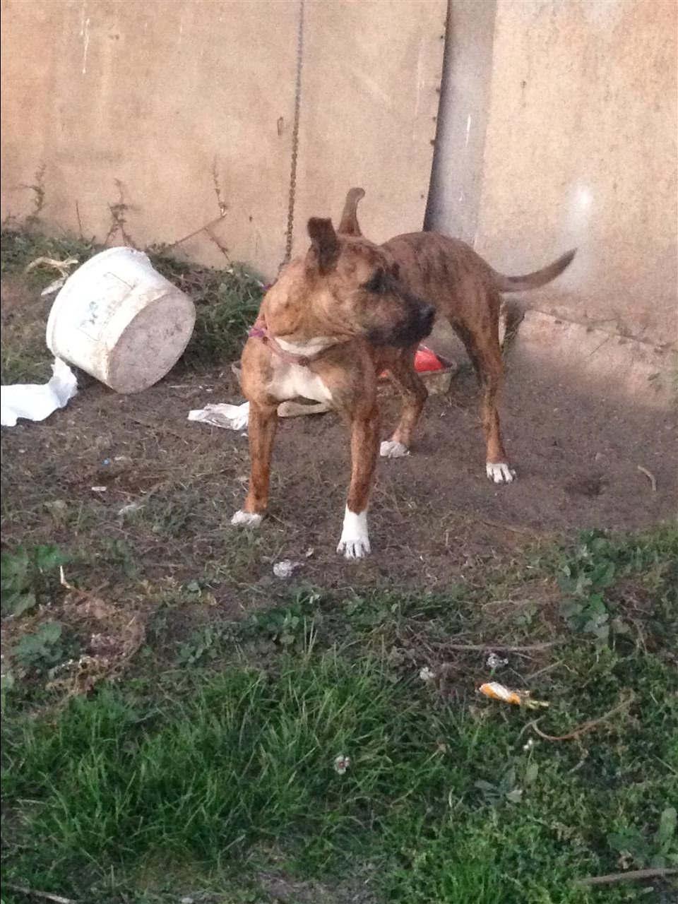 Pitbull
