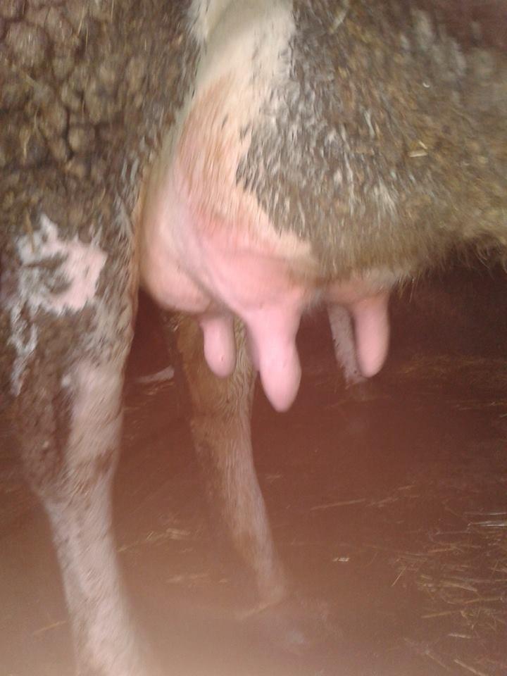 shes-lopen
