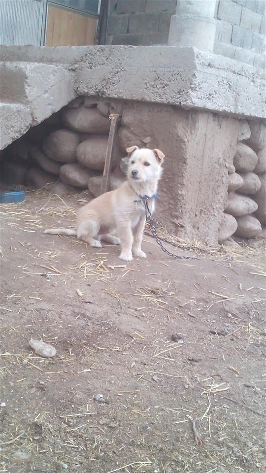 bubi