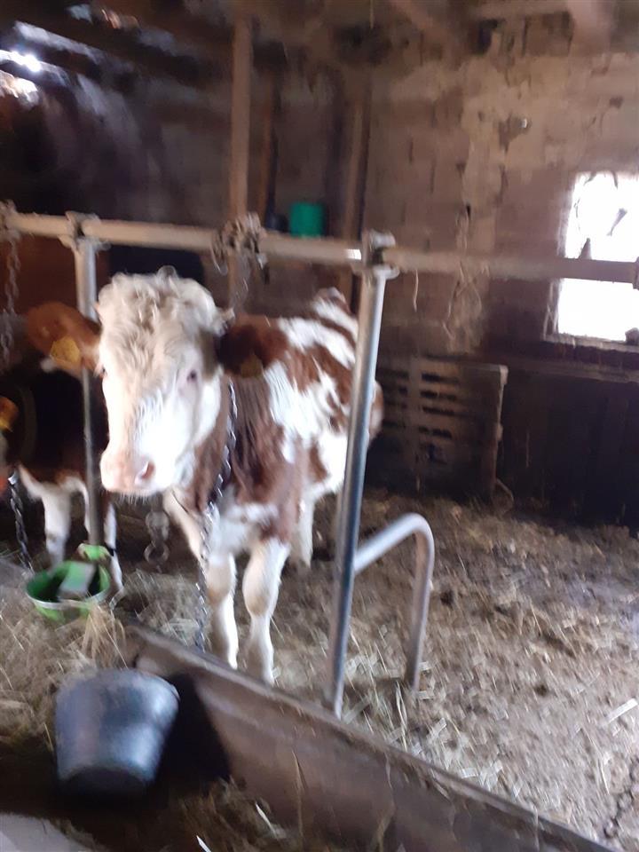 Mshtjerr