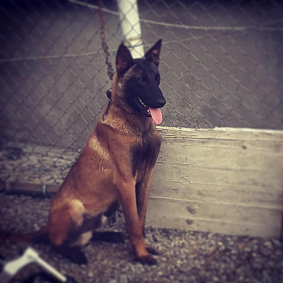 Qen belg shop malinois