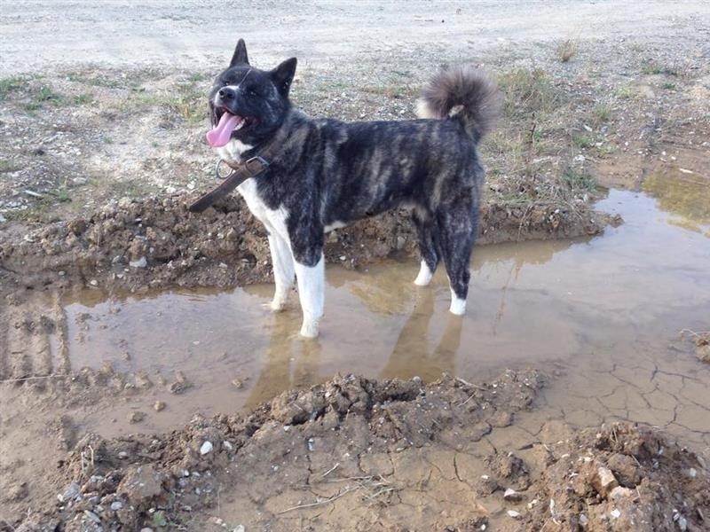 Akita