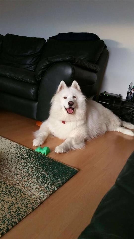 -Samoyed-